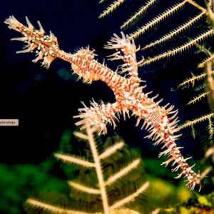 Ghost pipefish while diving in Bali.