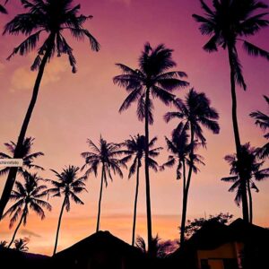 Palm trees at sunset in Bali.