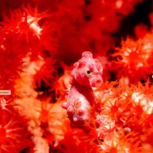 Seahorses while diving in Bali.