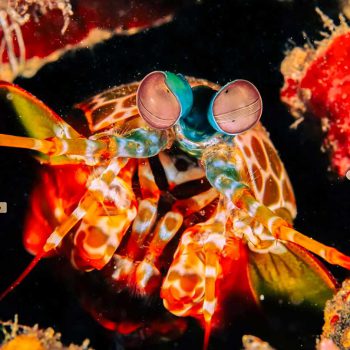 Catching hermit crabs while diving in Bali.