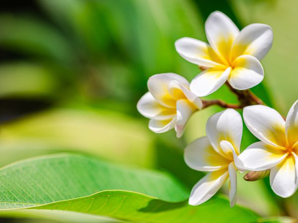 wellness2-bali-breeze
